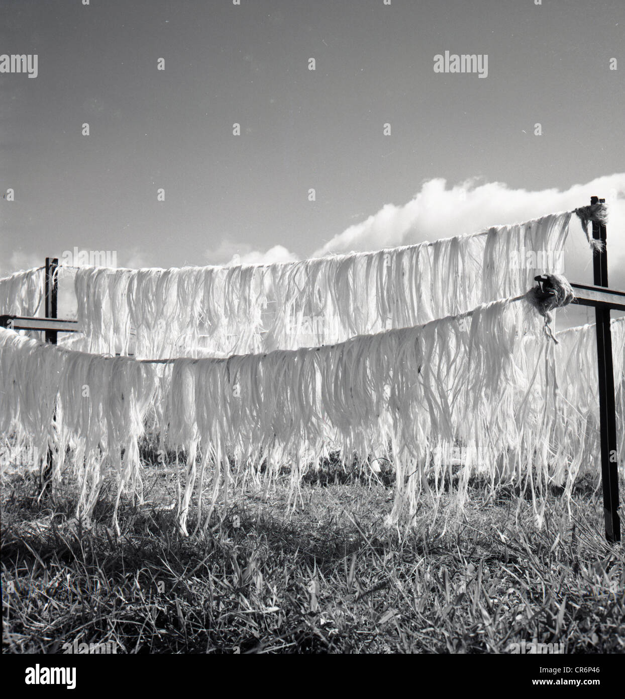 der 1950er Jahre. Tunesien. Historisches Bild der Streifen von Rohbaumwolle Trocknung auf Linien in einem Feld. Stockfoto