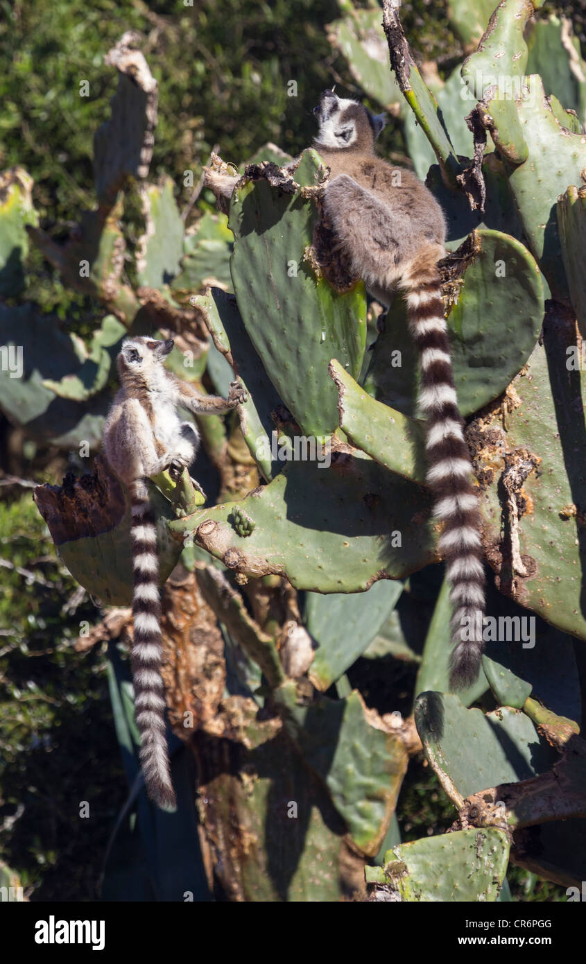 Kattas (Lemur Catta) auf Kaktus, Berenty Reserve, Madagaskar Stockfoto