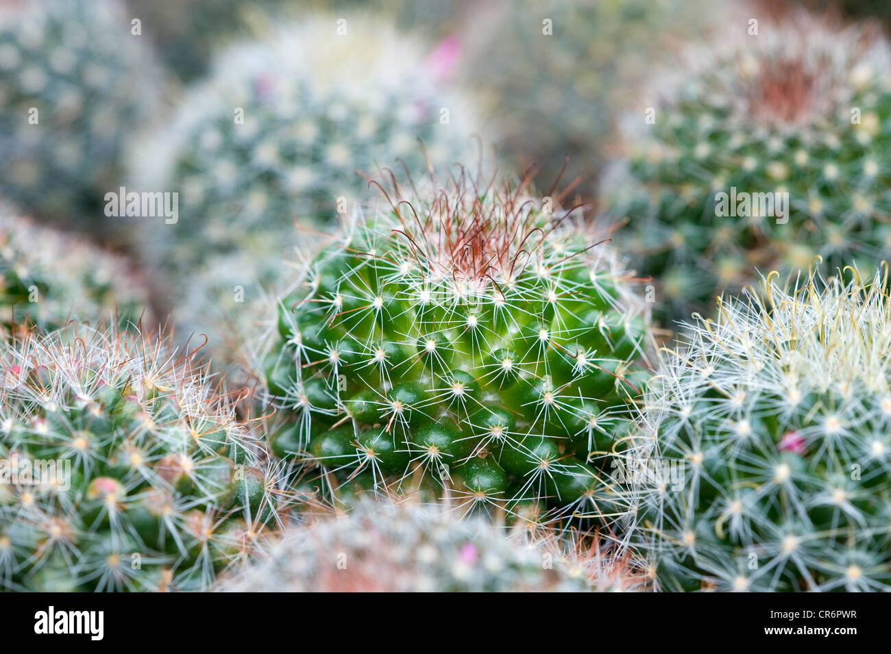 Stachelige Pflanzen Stockfotos und bilder Kaufen Alamy
