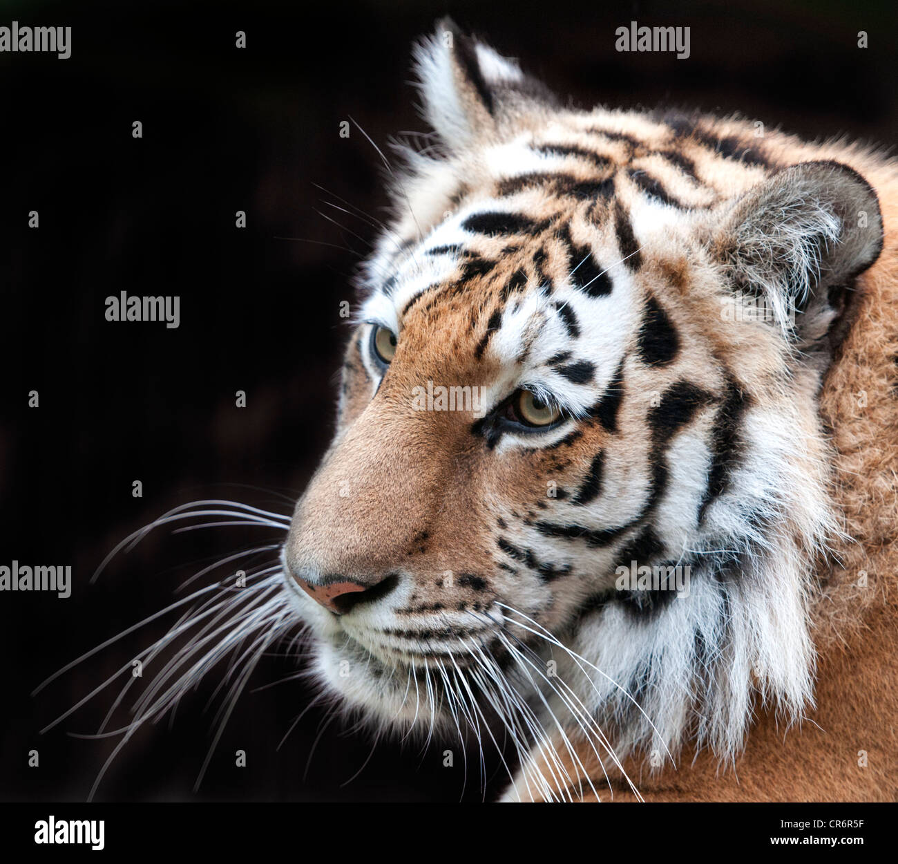 Weibliche Amur-Tiger (Kopfschuss) Stockfoto