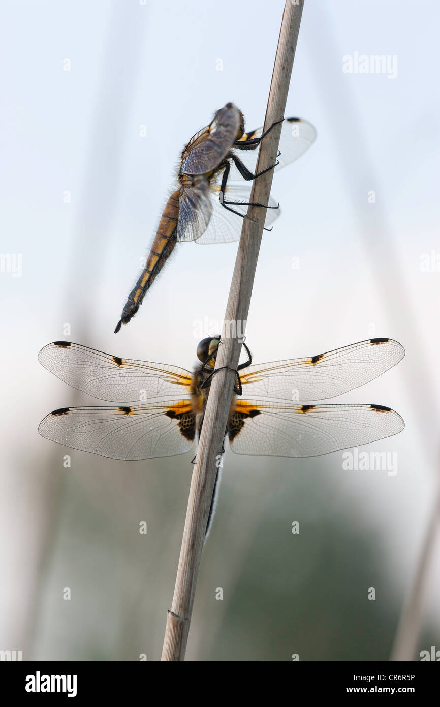 Vier Spotted Chaser Libellen eine Morgendämmerung Stockfoto