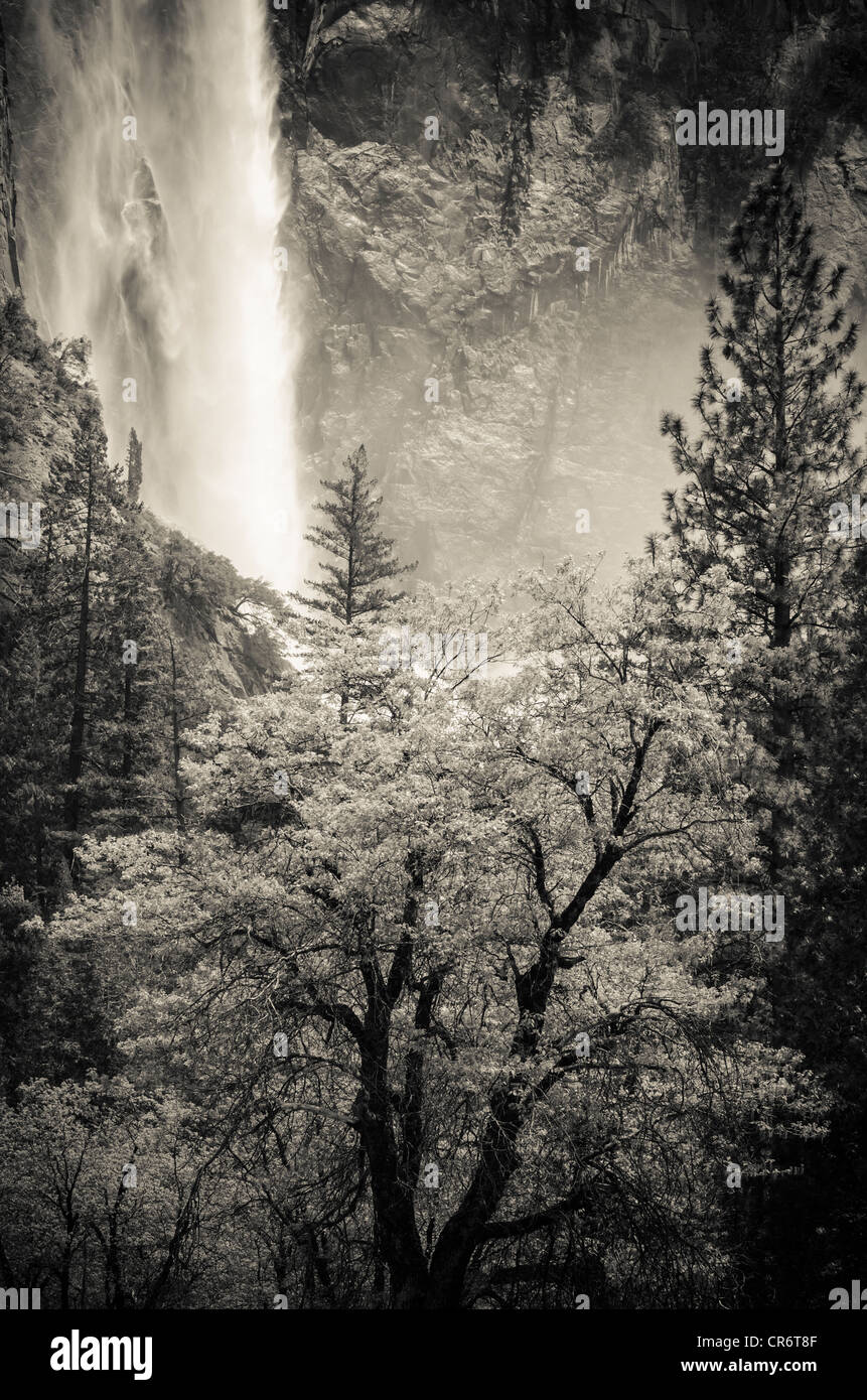 Bridalveil Fall und Eiche Baum, Yosemite-Nationalpark, Kalifornien USA Stockfoto