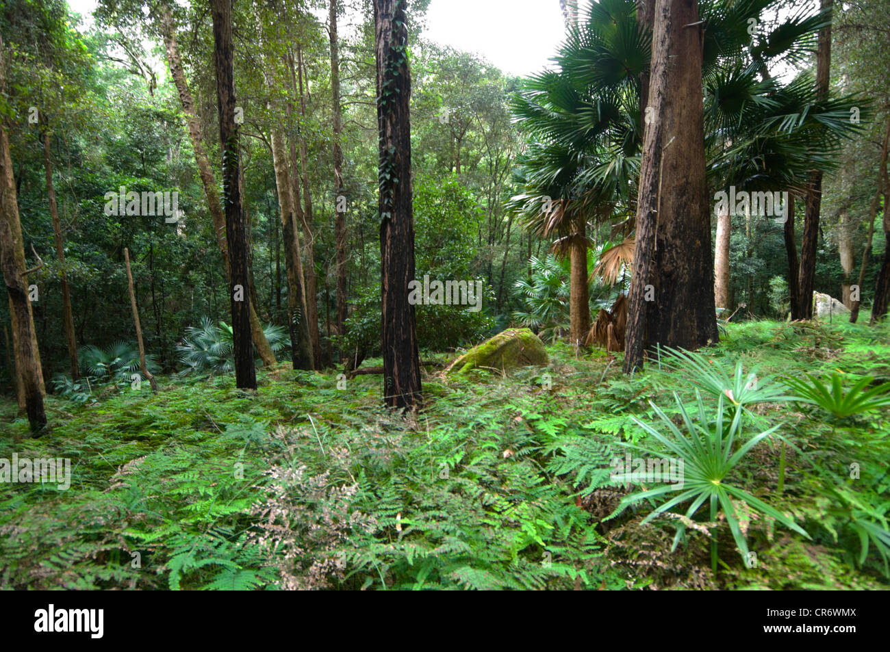 Regenwald im Bola Creek, Royal National Park, New South Wales, Australia, New South Wales, Australien Stockfoto