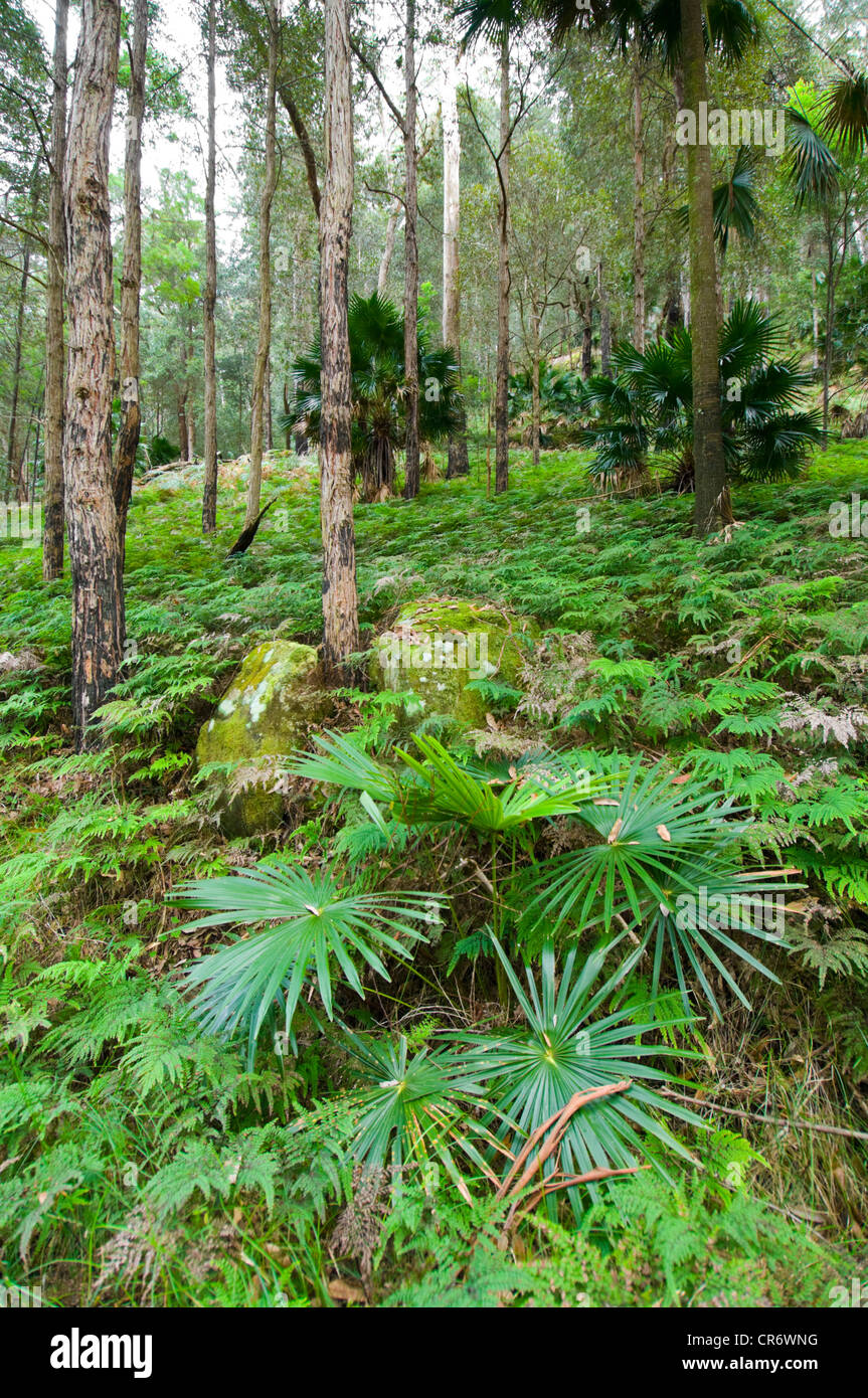 Regenwald im Bola Creek, Royal National Park, New South Wales, Australia, New South Wales, Australien Stockfoto