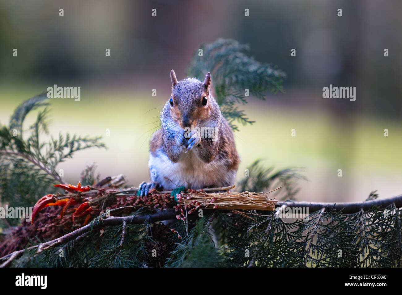 Ein Baum-Eichhörnchen ist Essen Nüssen auf einem Ast Stockfoto