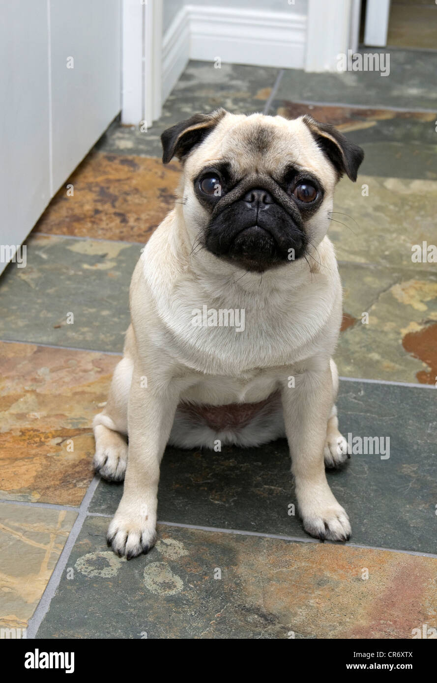 Ein Jahr alt Faon Mops farbige Chinesisch Hundesitting auf Schieferfliese. Stockfoto