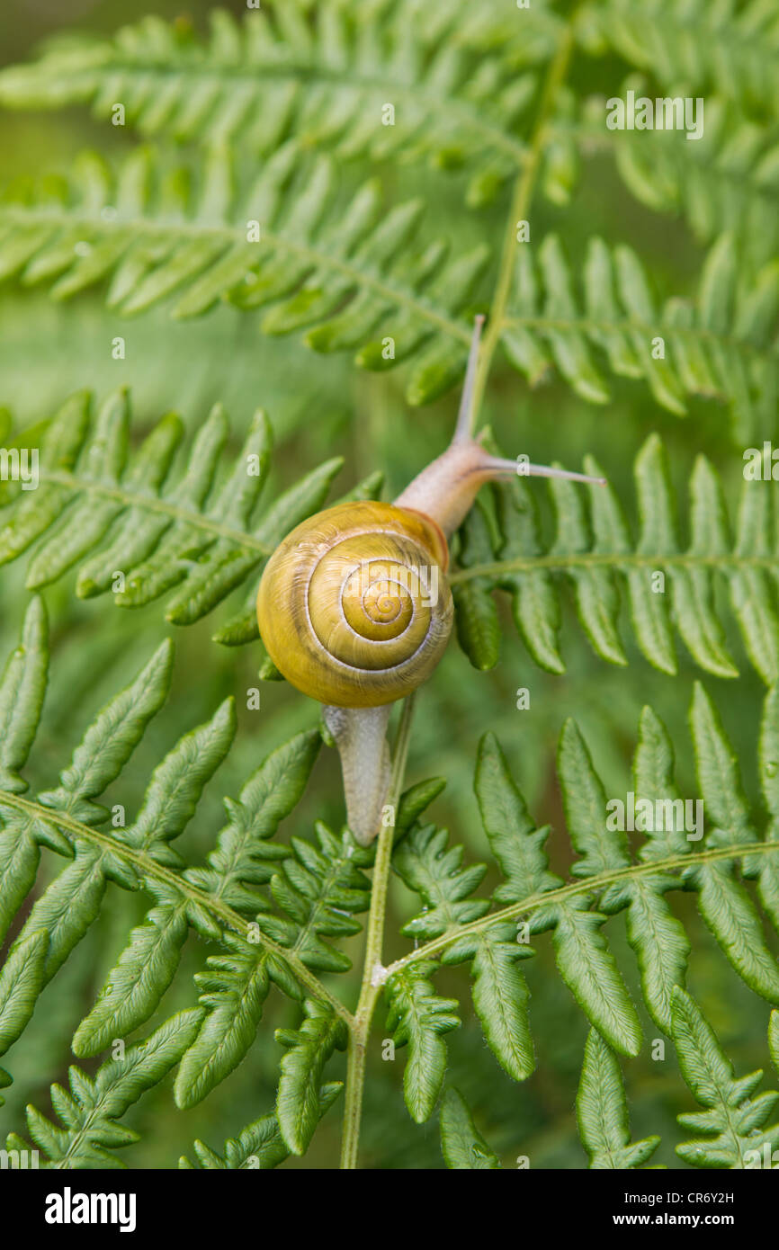 Farn schnecke -Fotos und -Bildmaterial in hoher Auflsung  Alamy