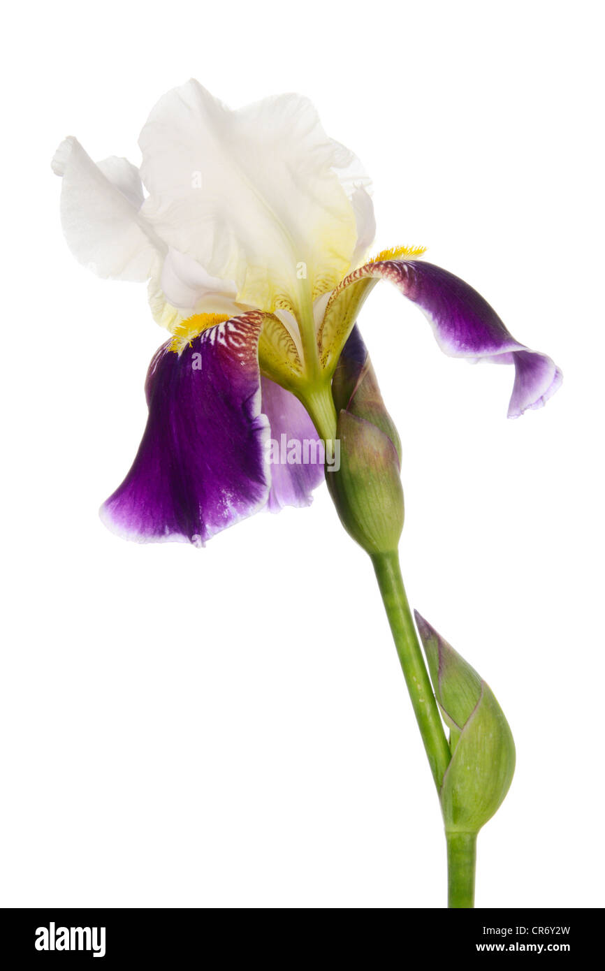 Iris. Einzelne Blume isoliert auf weiss Stockfoto