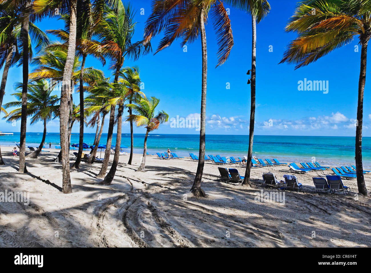 Palmen im Schatten Strand mit Liegestühlen, Isla Verde, San Juan, Puerto Rico Stockfoto