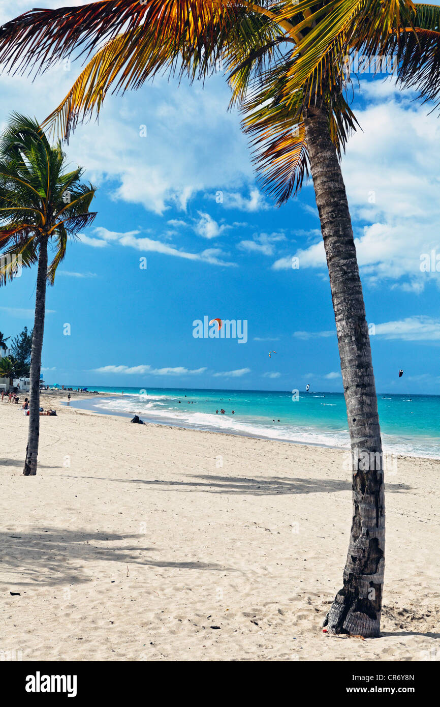 Palmen am Strand von Ocean Park, San Juan, Puerto Rico Stockfoto