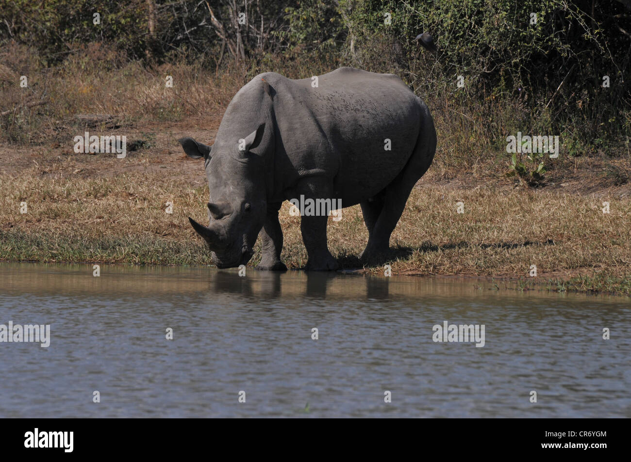White Rhino Trinkwasser im Kruger Park, Südafrika Stockfoto