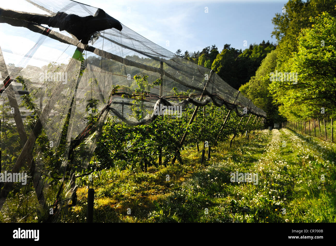 Hagel Netze auf einer Kirsche Plantage (Prunus Avium), Freiroettenbach, Middle Franconia, Bayern, Deutschland, Europa Stockfoto
