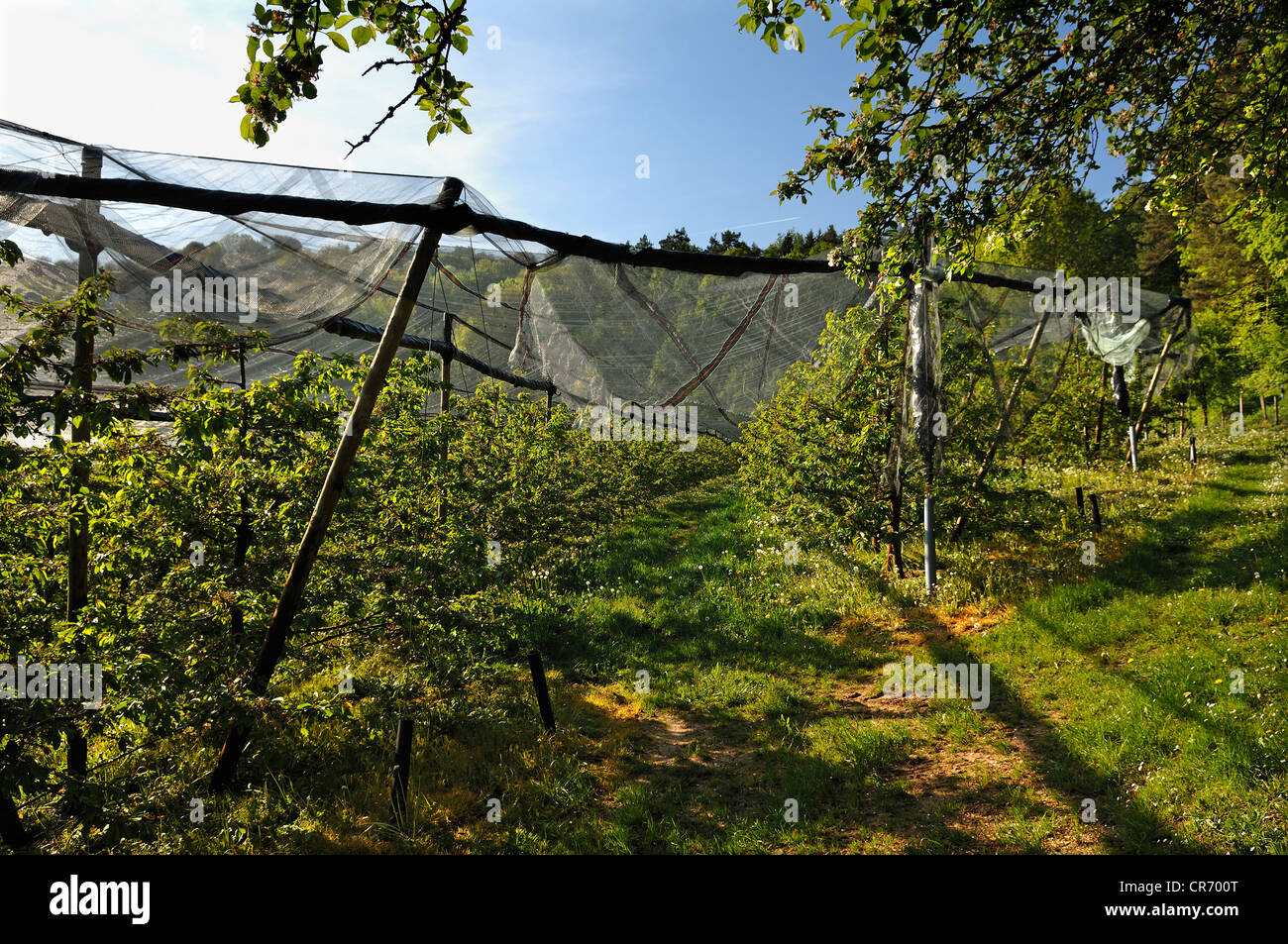 Hagel Netze auf einer Kirsche Plantage (Prunus Avium), Freiroettenbach, Middle Franconia, Bayern, Deutschland, Europa Stockfoto