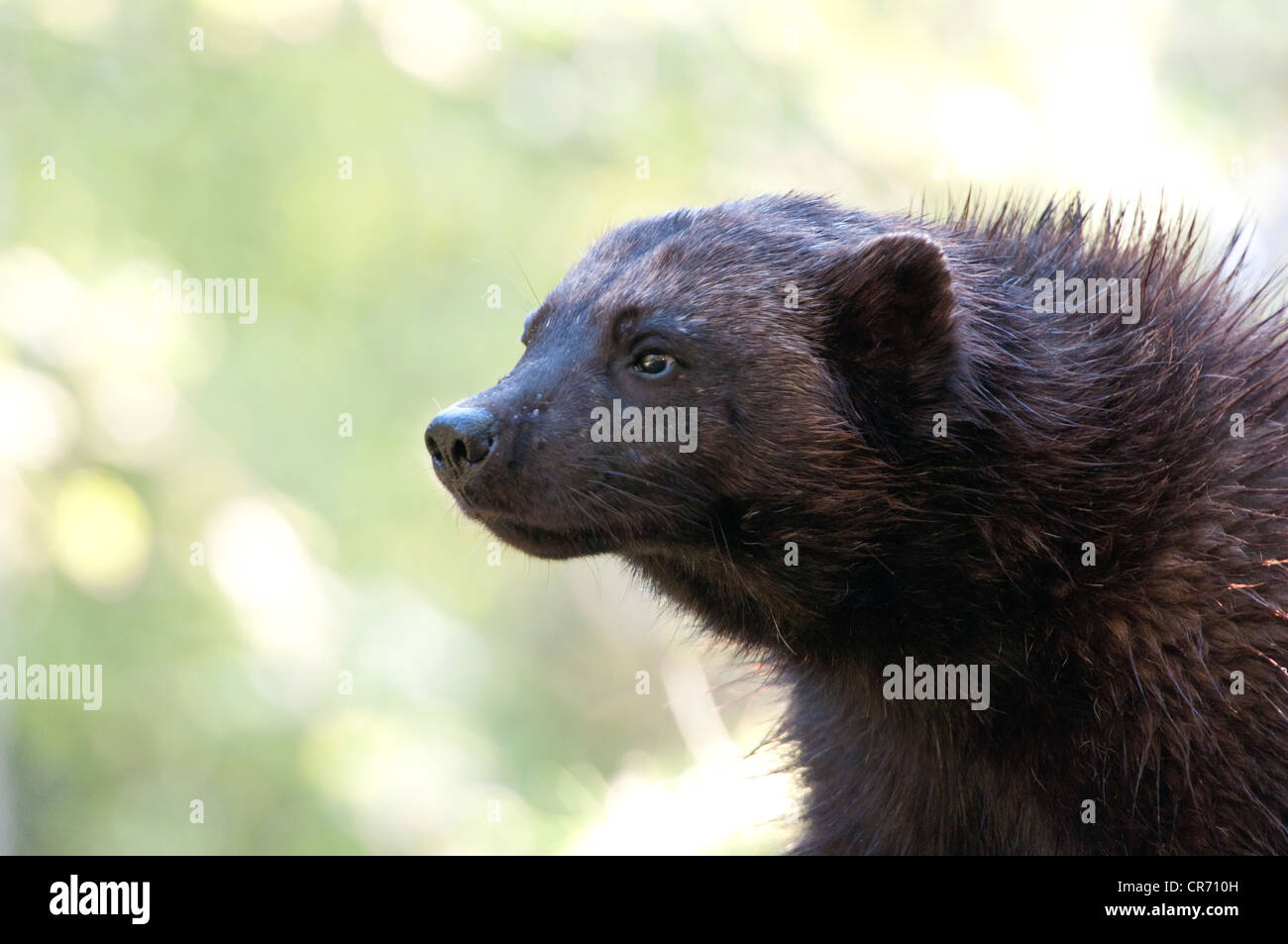 Wolverine (Profil) Stockfoto