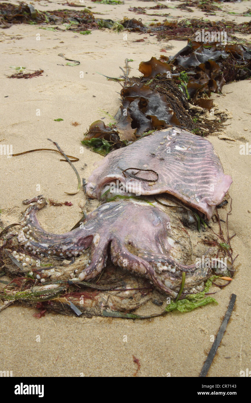 Toten gemeinsame Tintenfisch, Sepia Officinalis, angespült am Strand Strandline nach Zucht, Studland Dorset, Juni. Stockfoto