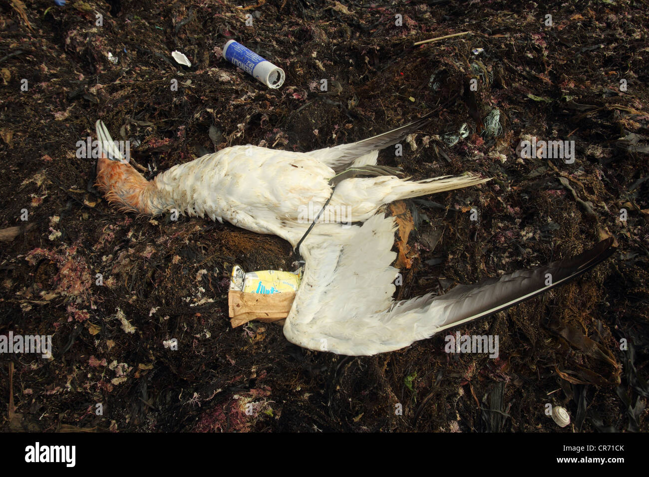 Tot umschlungen Gannet, Morus Bassanus, durch einen Gummiring o Kimmeridge Dorset, Juni gefangen. Stockfoto