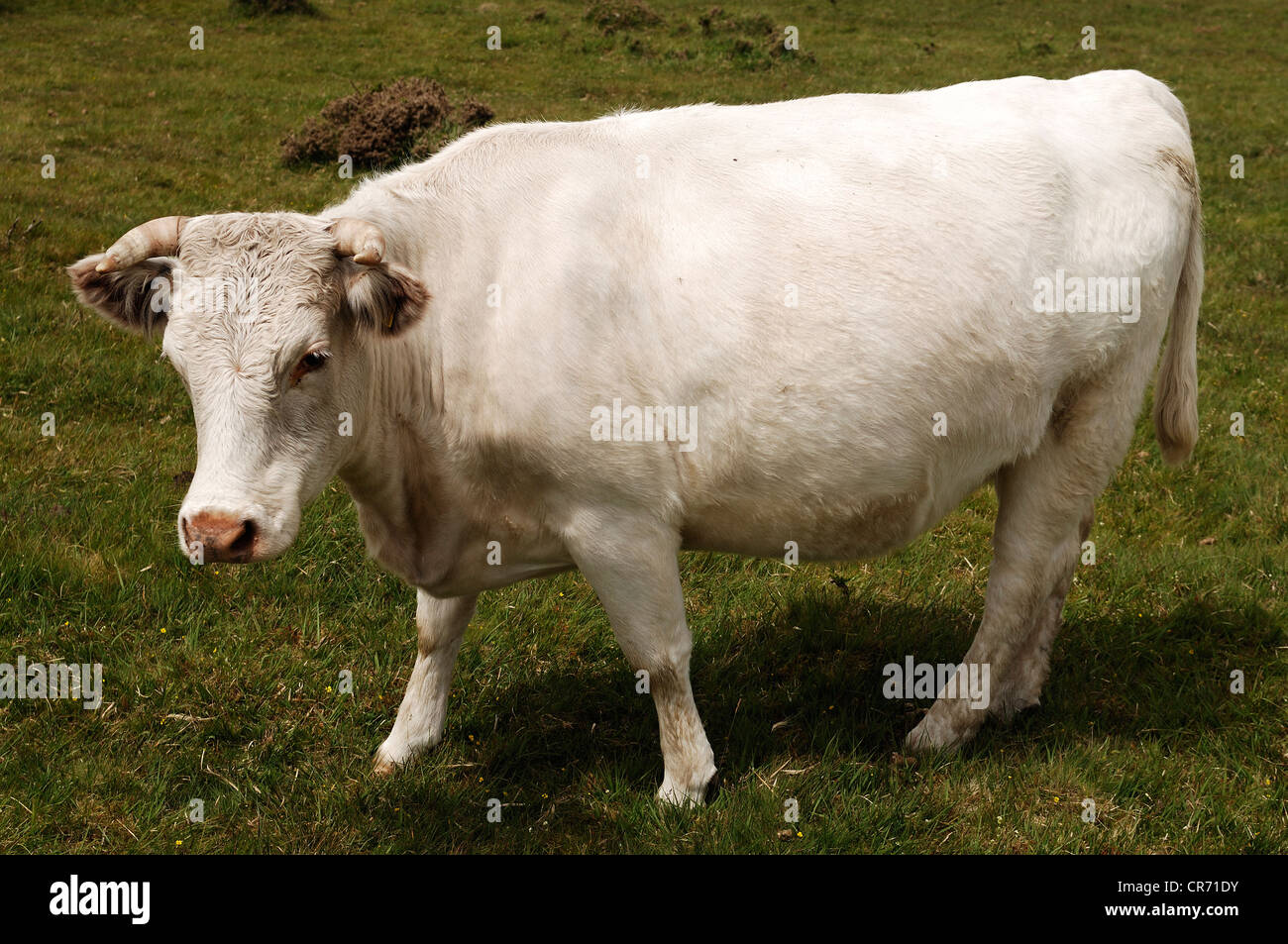 Wild-Weide Charolais Kühe auf Dartmoor, Cornwall, England, Vereinigtes Königreich, Europa Stockfoto