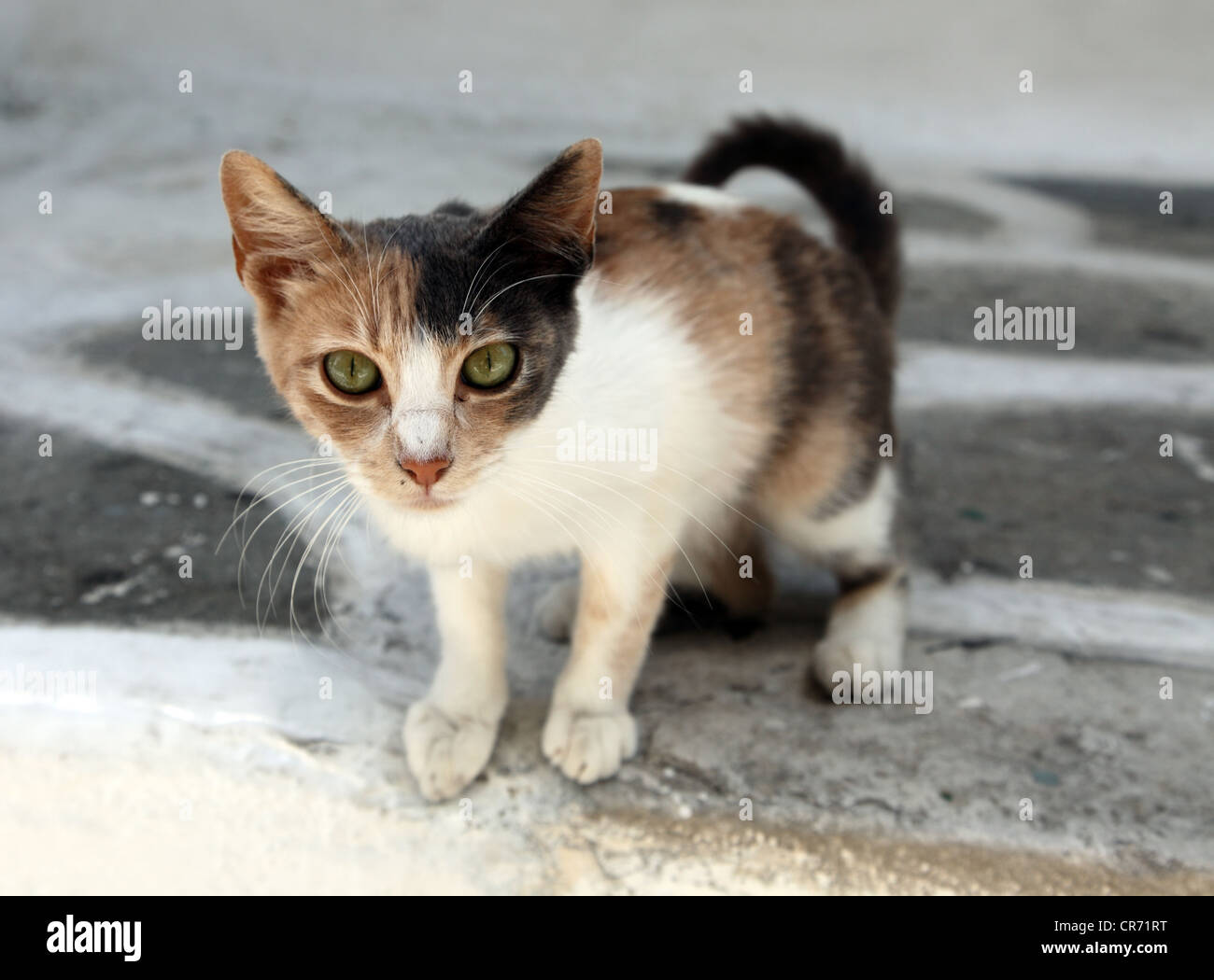 magere Katze auf der griechischen Insel Mykonos Stockfoto