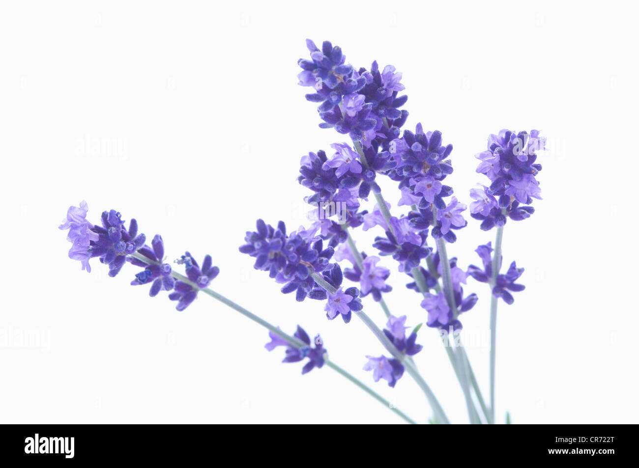 Lavendel auf weißen Hintergrund Stockfoto