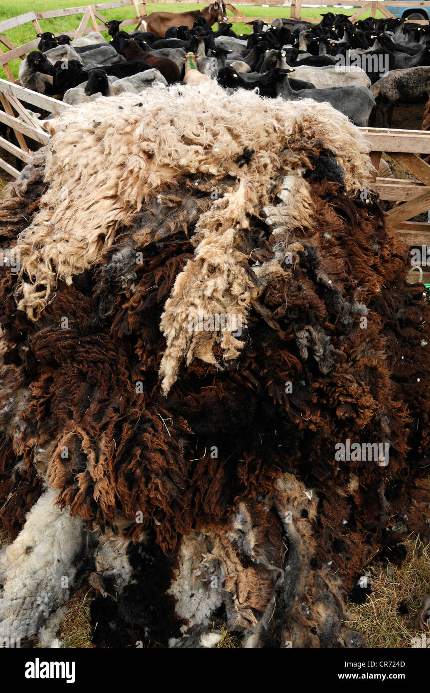 Frisch geschoren Schafwolle vor geschoren Schafe in einen Stift, Roegnitz, Mecklenburg-Western Pomerania, Deutschland, Europa Stockfoto