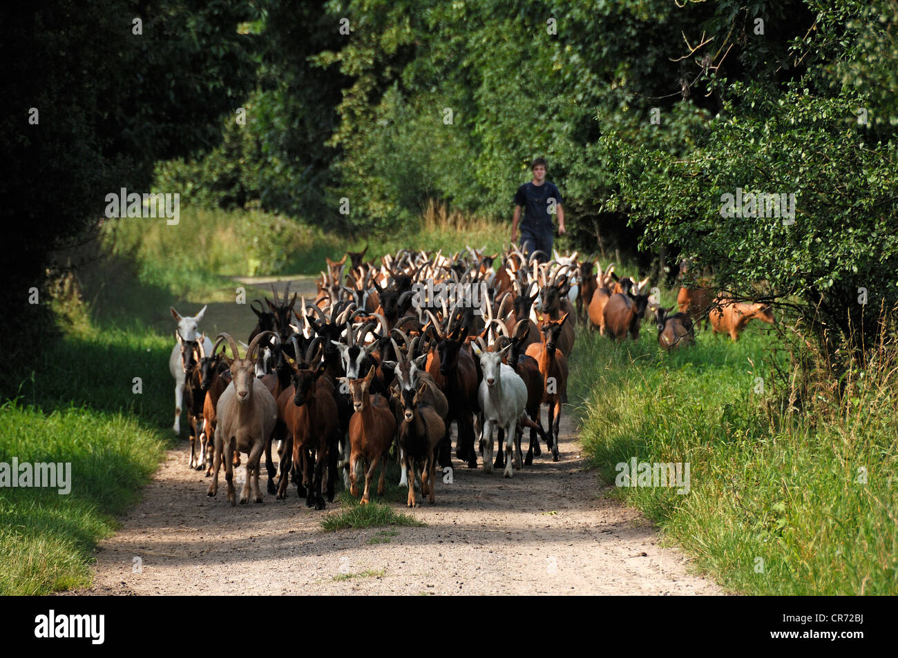 Milchziegen auf dem Weg am Biobauernhof, gemolken werden, gefolgt von einem jungen Bauern, Othenstorf Stockfoto