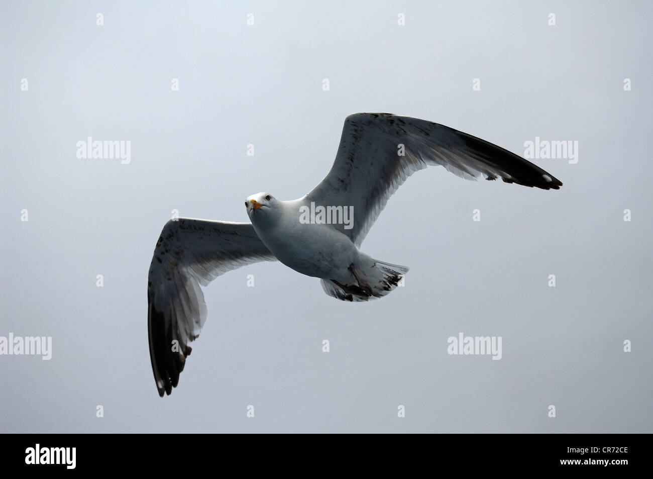 Möwe (Larus Michahellis) im Flug gegen bedecktem Himmel, Ärmelkanal, Frankreich, Europa Stockfoto