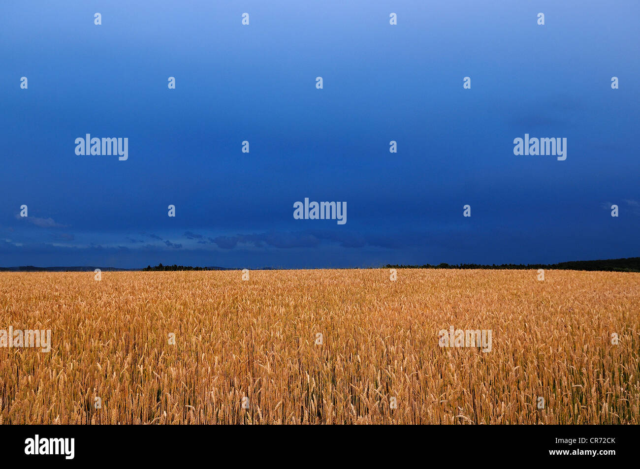 Gewitterhimmel über eine Reife Kornfeld, Eckental, Middle Franconia, Bayern, Deutschland, Europa Stockfoto