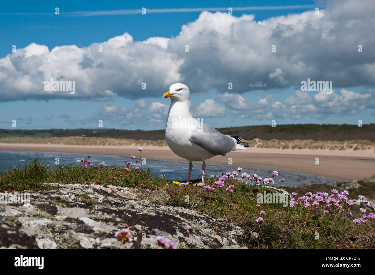 Gemeinsamen Gull Larus Canus auf Llanddwyn Insel Anglesey North Wales Stockfoto