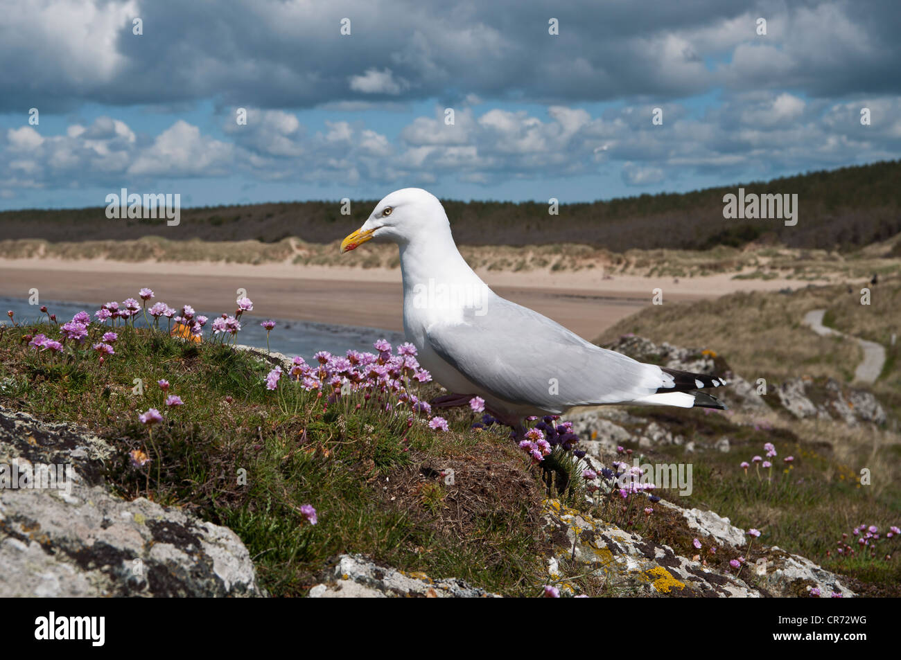 Gemeinsamen Gull Larus Canus auf Llanddwyn Insel Anglesey North Wales Stockfoto