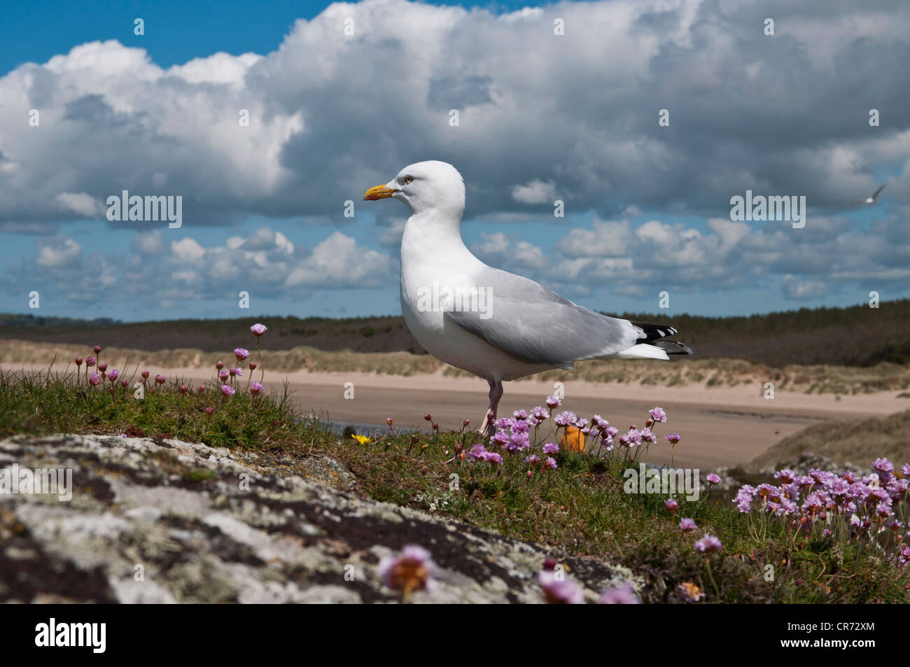 Gemeinsamen Gull Larus Canus auf Llanddwyn Insel Anglesey North Wales Stockfoto