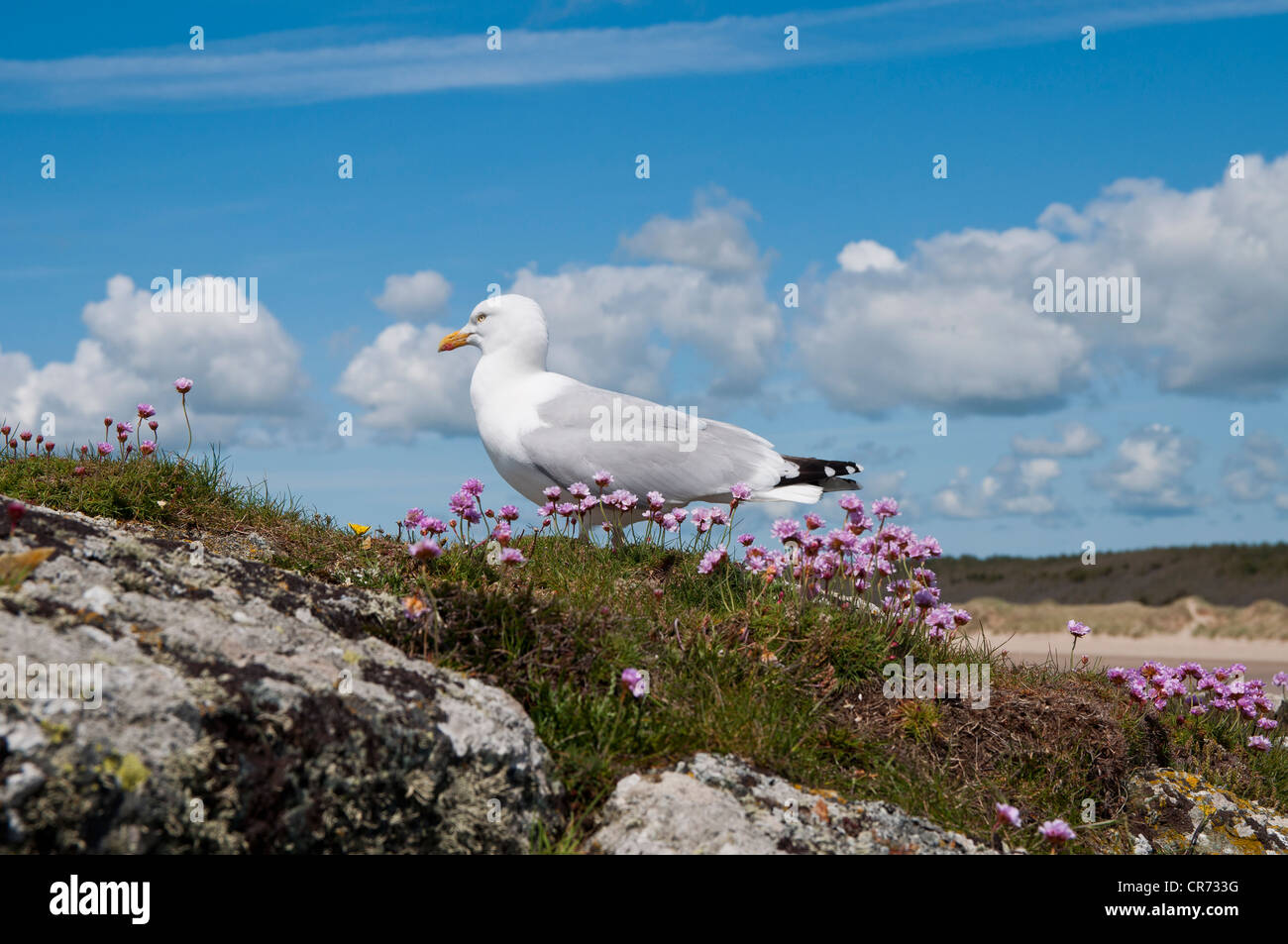 Gemeinsamen Gull Larus Canus auf Llanddwyn Insel Anglesey North Wales Stockfoto