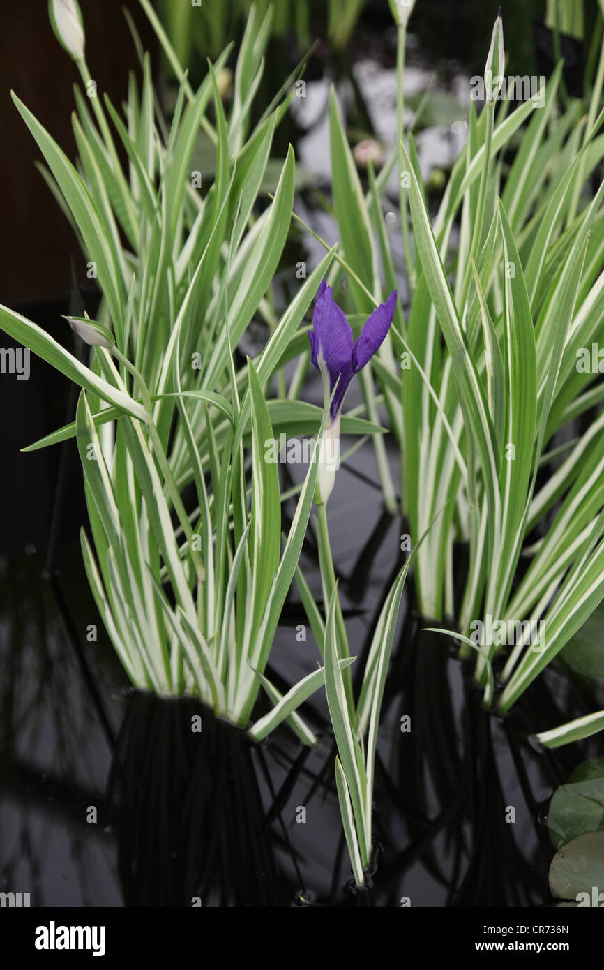 Nymphia Attraktion, lila blühenden Wasser Pflanze, Chelsea Flower Show, London Stockfoto