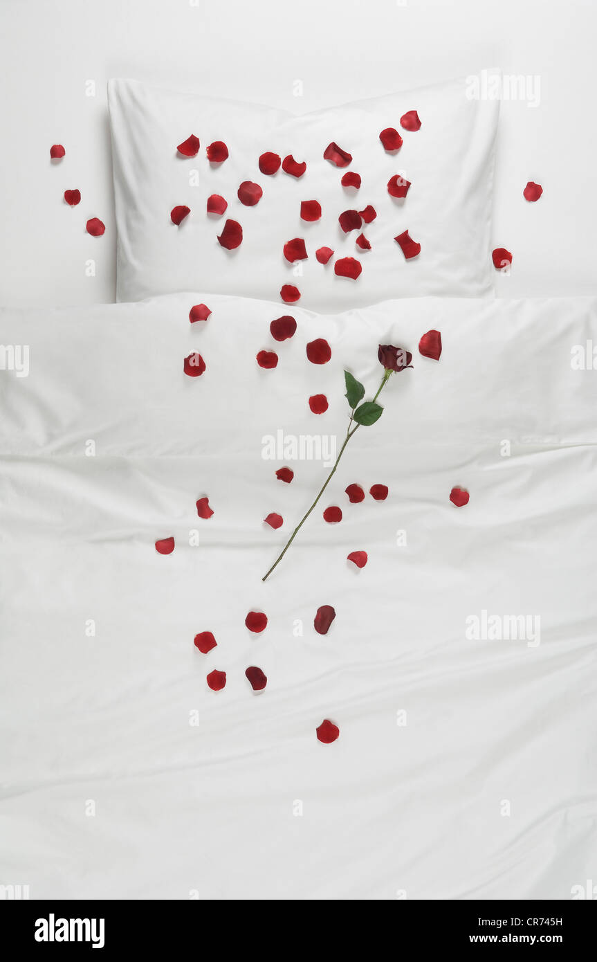 Rose und rose Petal über Bett Stockfoto