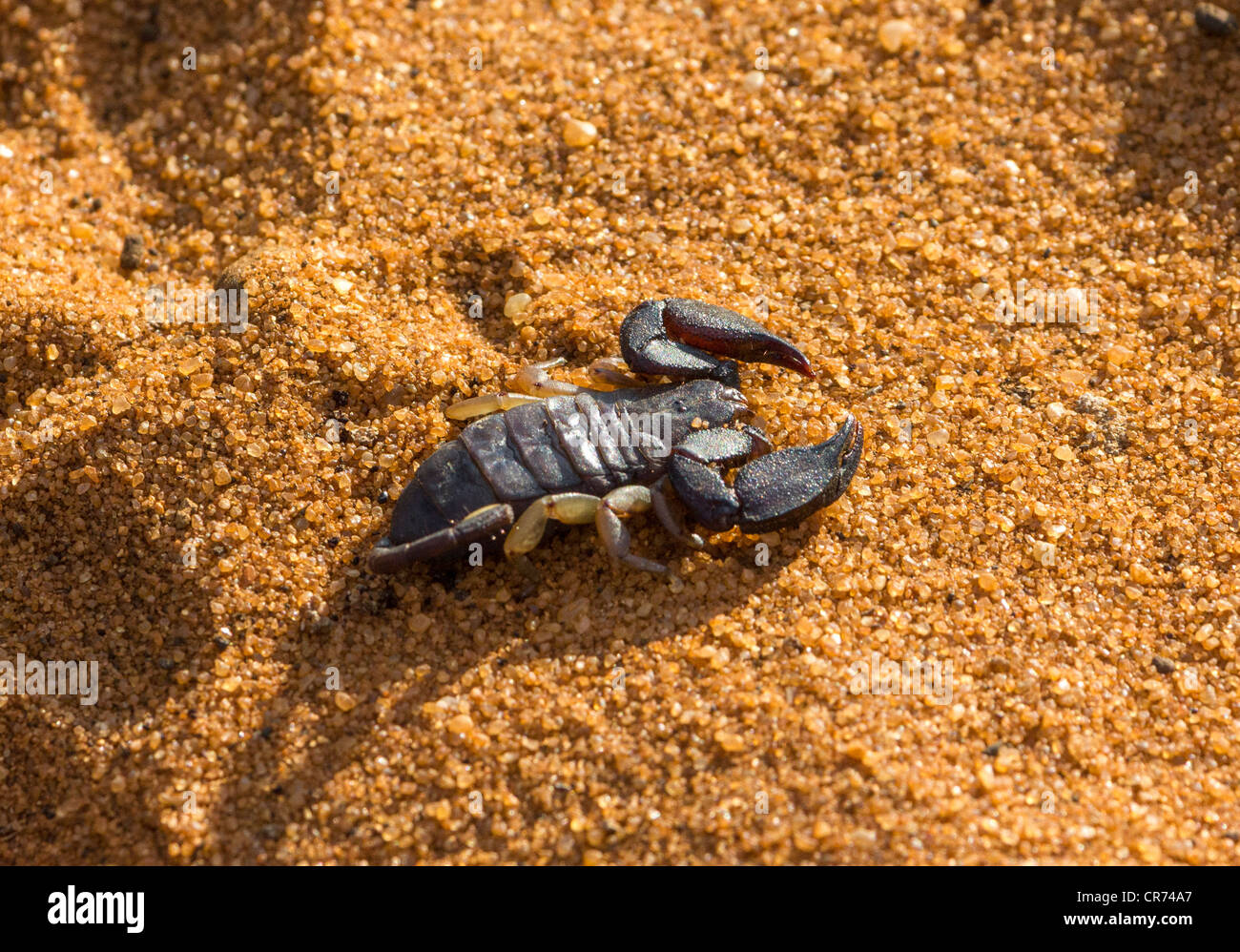 Opisthacanthus Madagascariensis Skorpion, Ifaty, Madagaskar Stockfoto