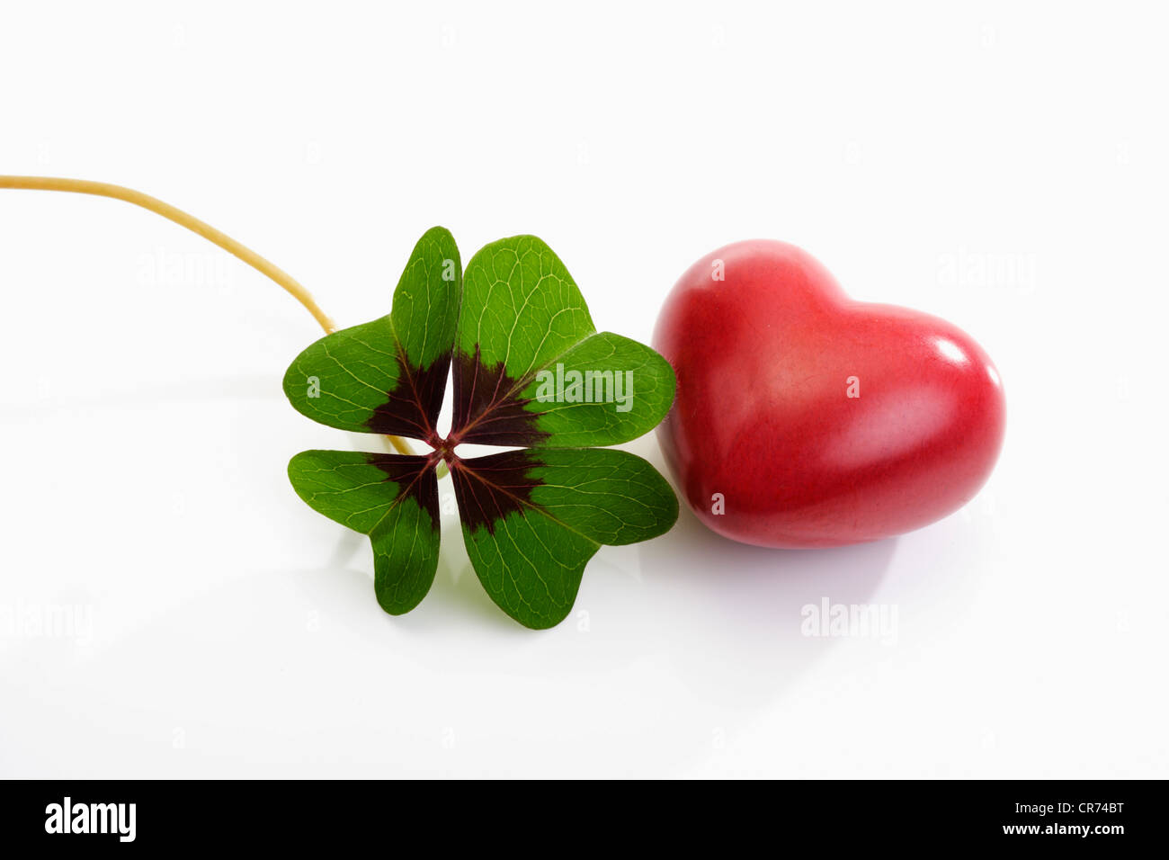 Vierblättriges Kleeblatt mit Herz auf weißem Hintergrund