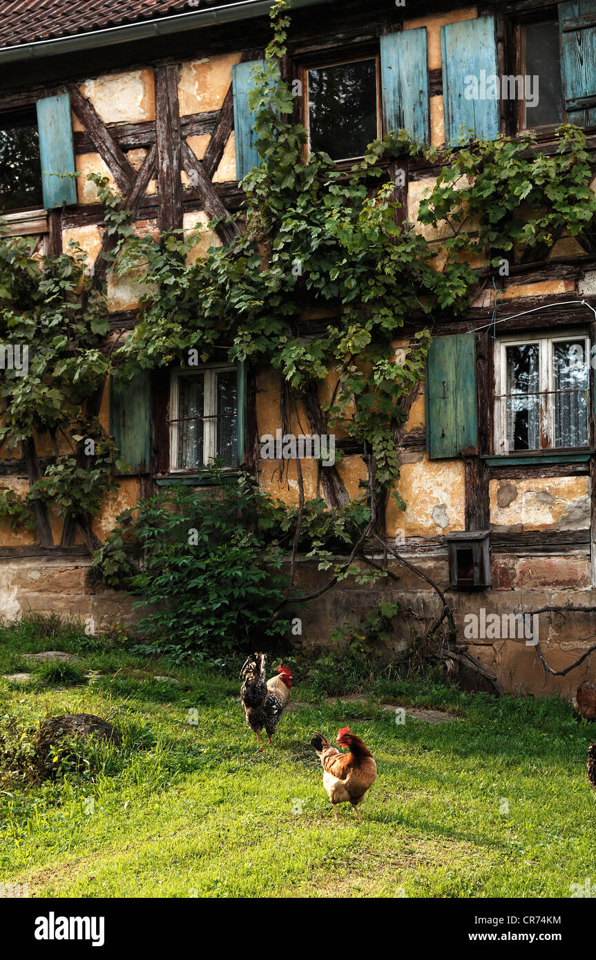 Hühner vor einem alten verlassenen Bauernhaus Oedenberger Hauptstraße, Oedenberg, Middle Franconia, Bayern, Deutschland, Europa Stockfoto