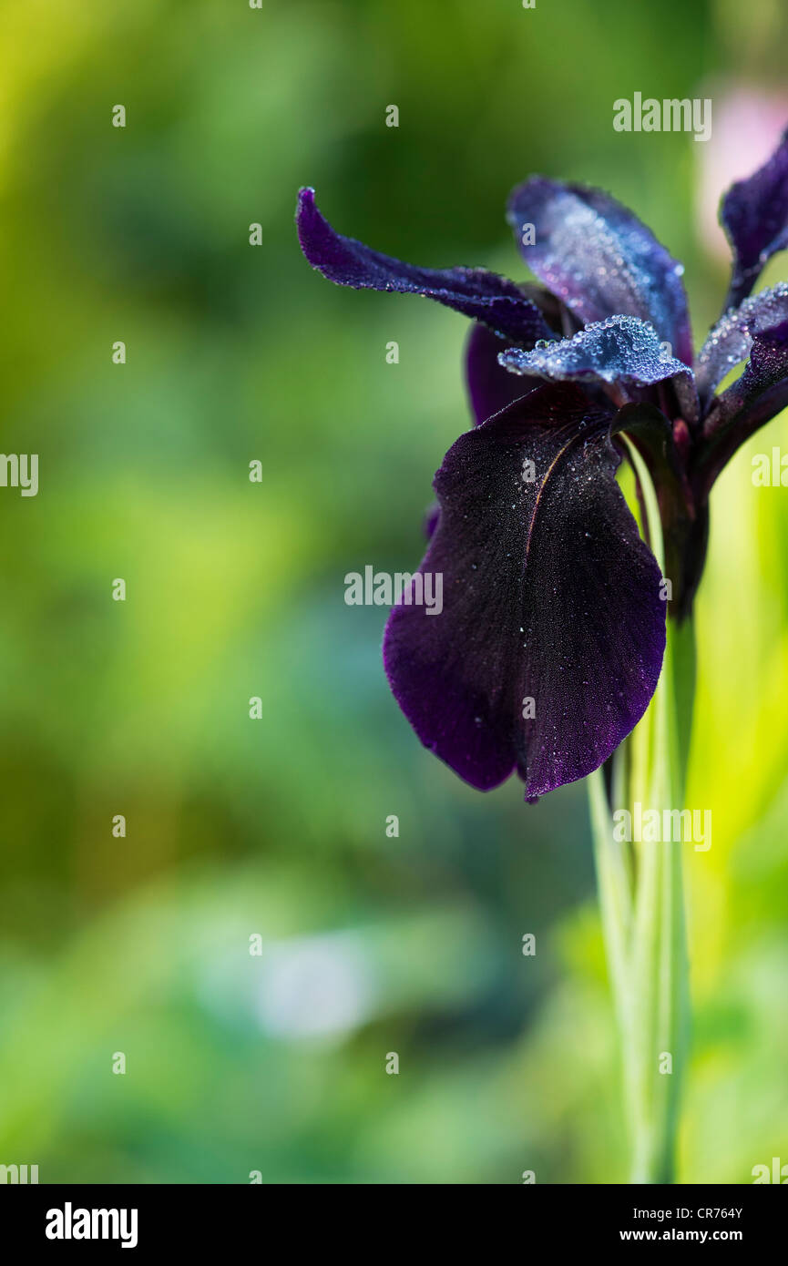 Schwarze iris blumen Fotos und Bildmaterial in hoher Auflösung