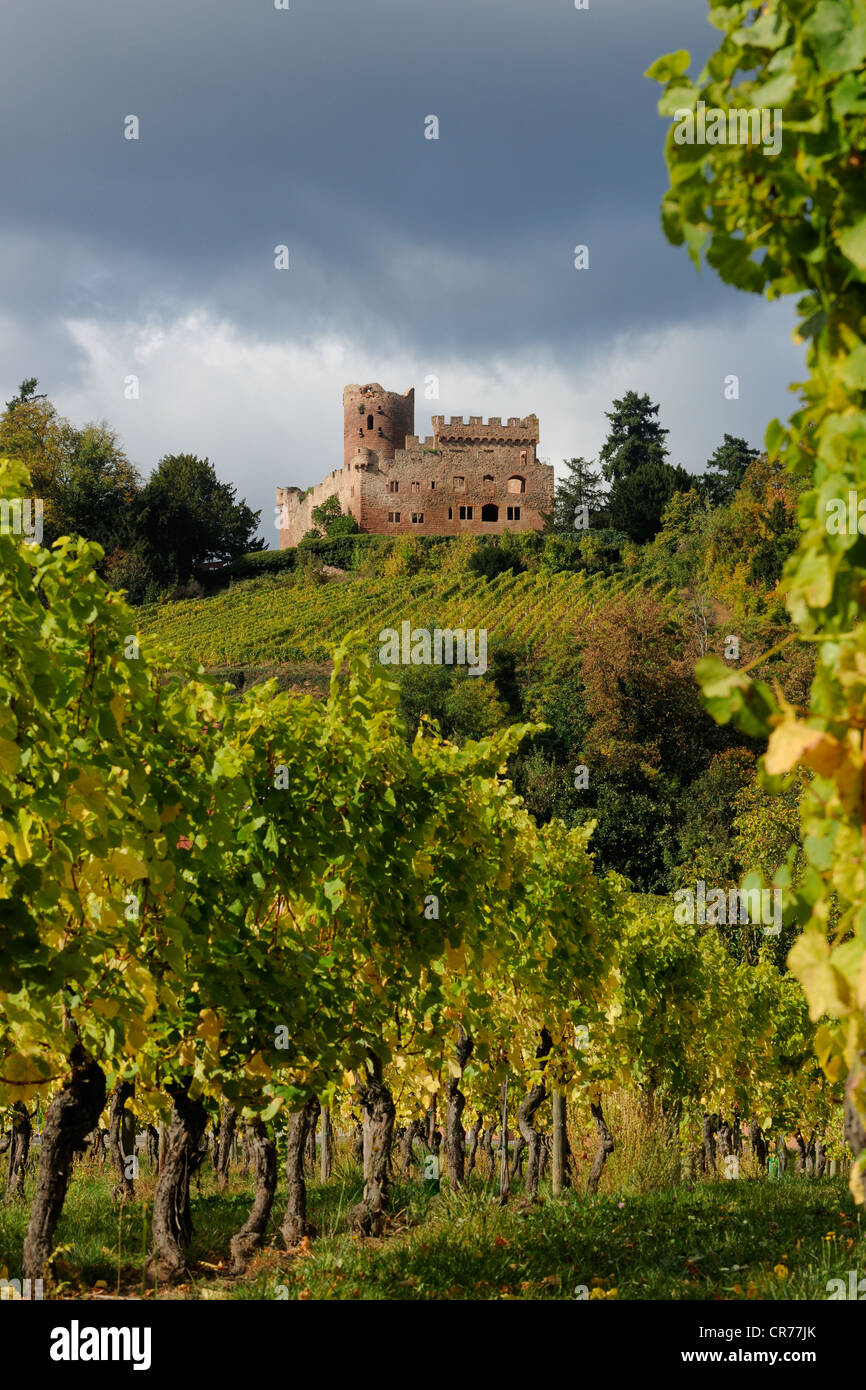 Frankreich, Bas Rhin, Elsässer Weinstraße, Kintzheim Schloss und seinen Weinberg Stockfoto