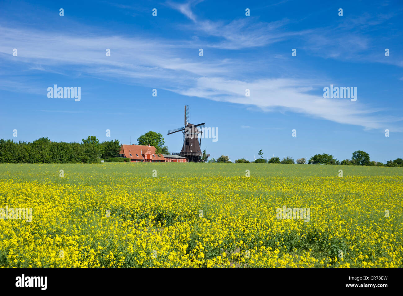 Mühle in den Mühlen und landwirtschaftliches Museum, Lemkenhafen, Fehmarn Insel, Ostsee, Schleswig-Holstein, Deutschland, Europa Stockfoto