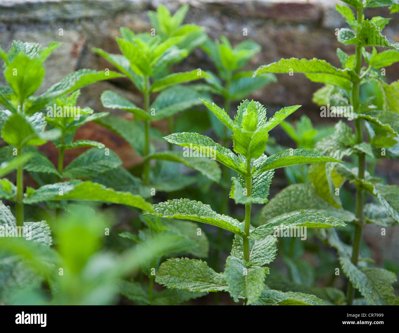 Frische Pfefferminze Pflanze. Stockfoto