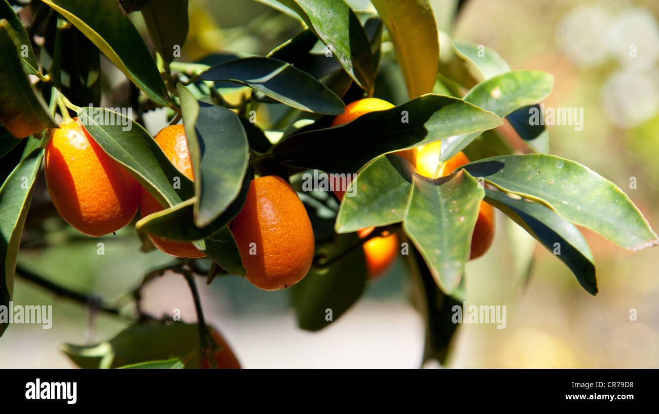 Kumquat Baum - Citrus margarita Stockfoto