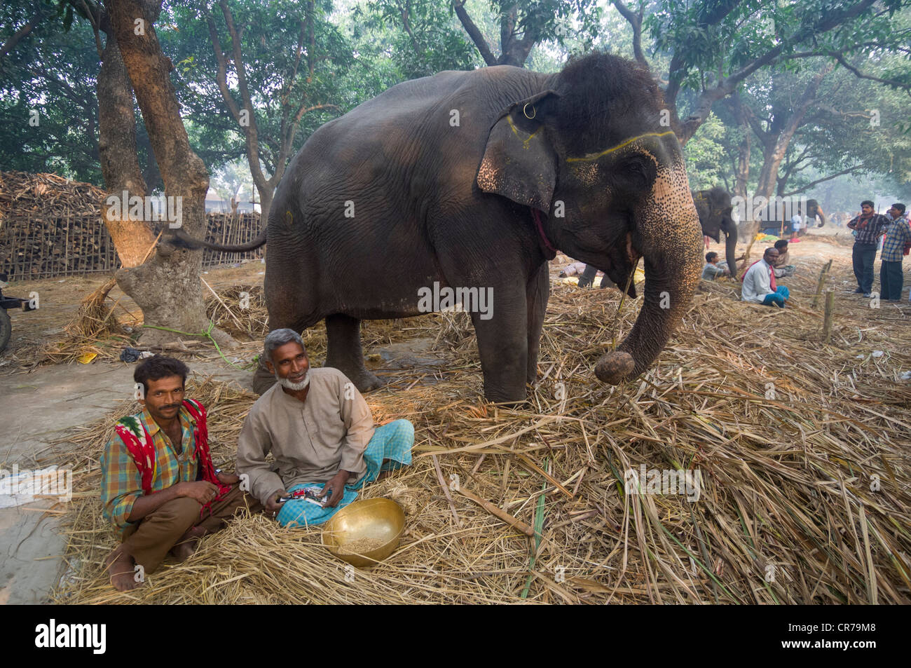 Elefanten zu verkaufen, mit seinen Mahout im Haathi Basar, Sonepur Mela, Sonepur, Bihar, Indien Stockfoto