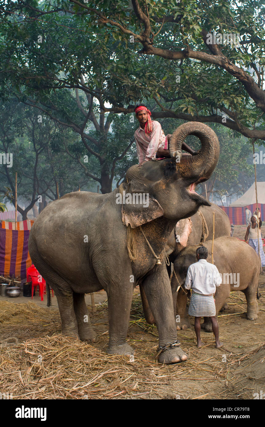 Mahout sitzt auf dem Kopf eine begrüssende Elefant Haathi Basar, Sonepur Mela, Sonepur, Bihar, Indien Stockfoto