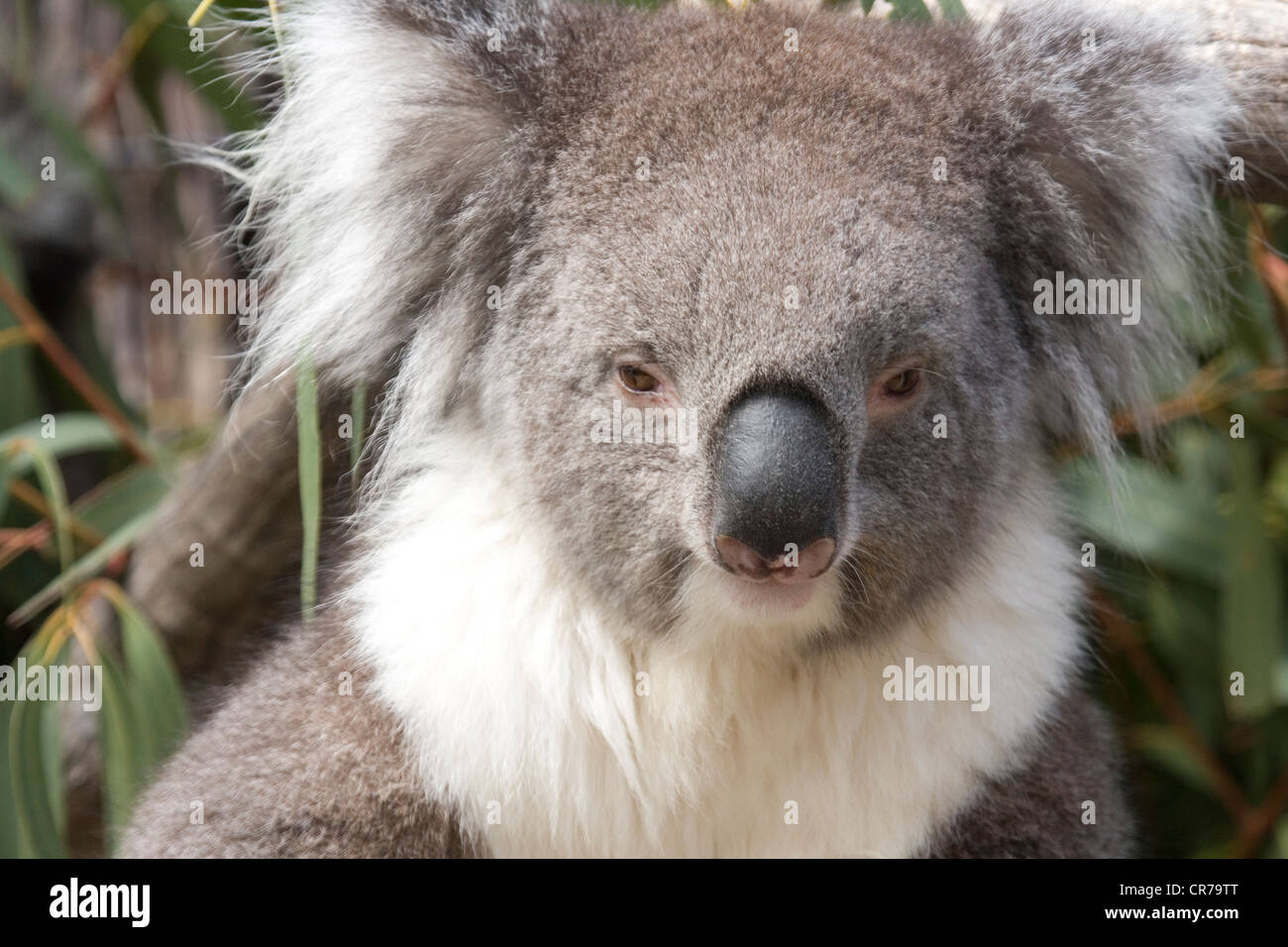 Koala sitzt in der Eukalyptus Stockfoto