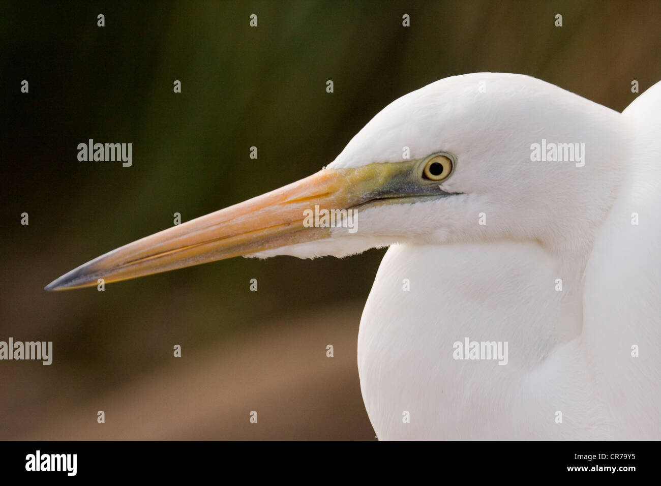 Nahaufnahme von ein Silberreiher, Australien Stockfoto