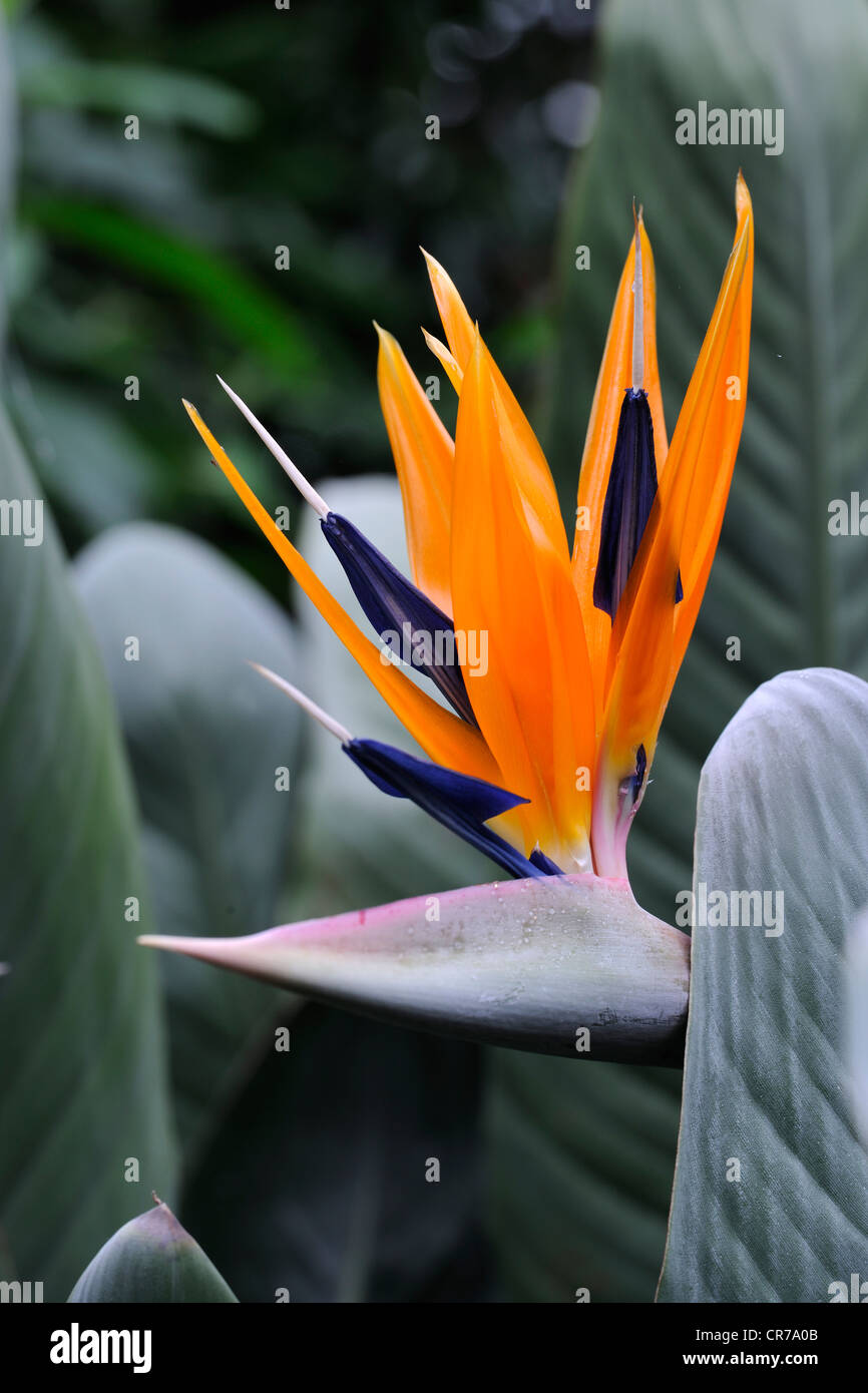 Strelitzia arten -Fotos und -Bildmaterial in hoher Auflsung  Alamy