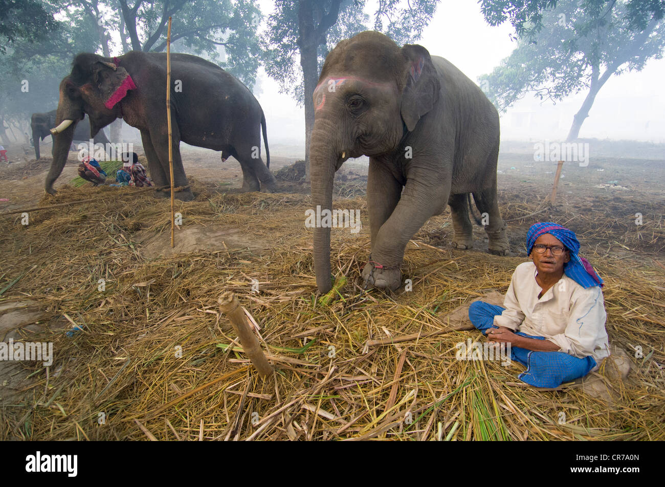 Elefanten zu verkaufen, mit einem Mahout im Haathi Basar, Sonepur Mela, Sonepur, Bihar, Indien Stockfoto