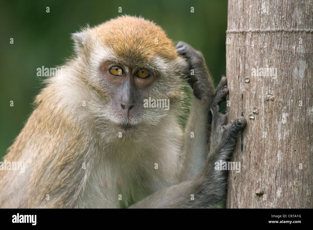 Affen in freier Wildbahn kratzt seinen Kopf, Malaysia Stockfoto