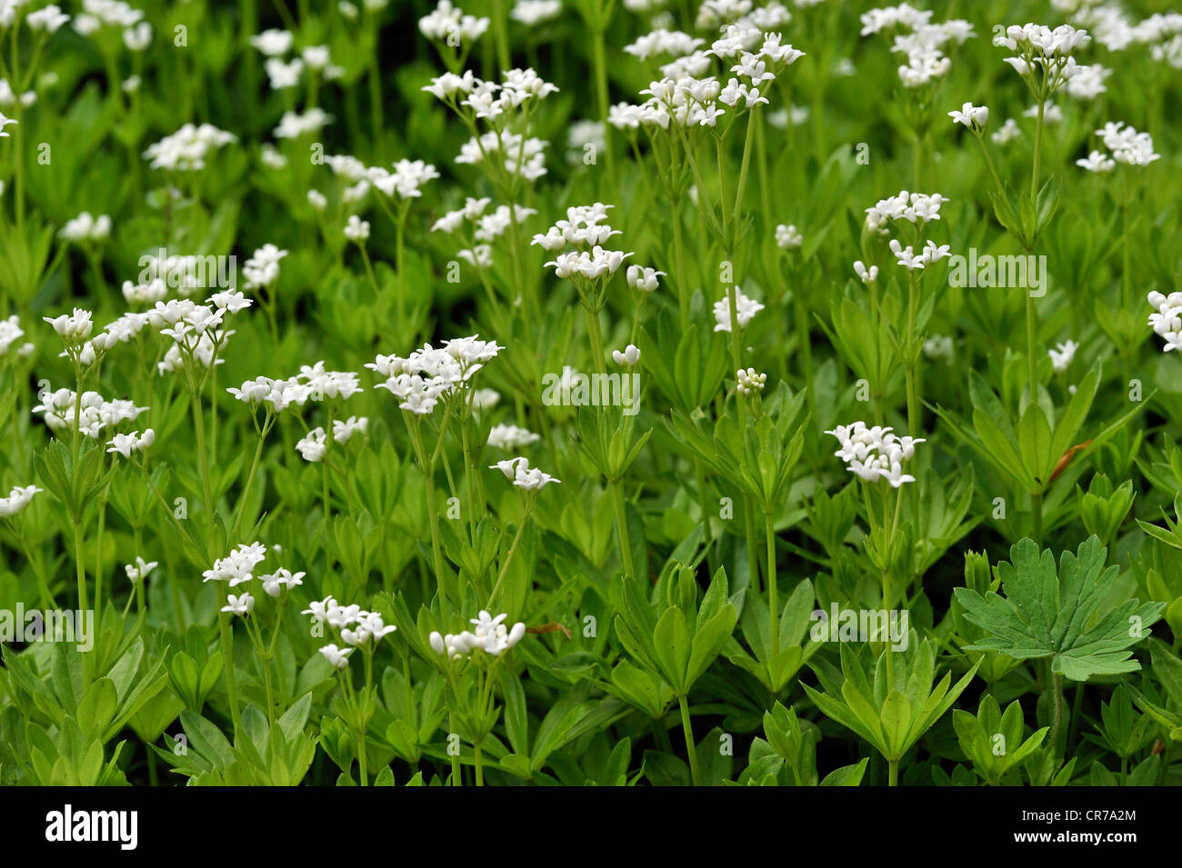 Waldmeister oder wilde Babys Atem (Galium Odoratium) Stockfoto