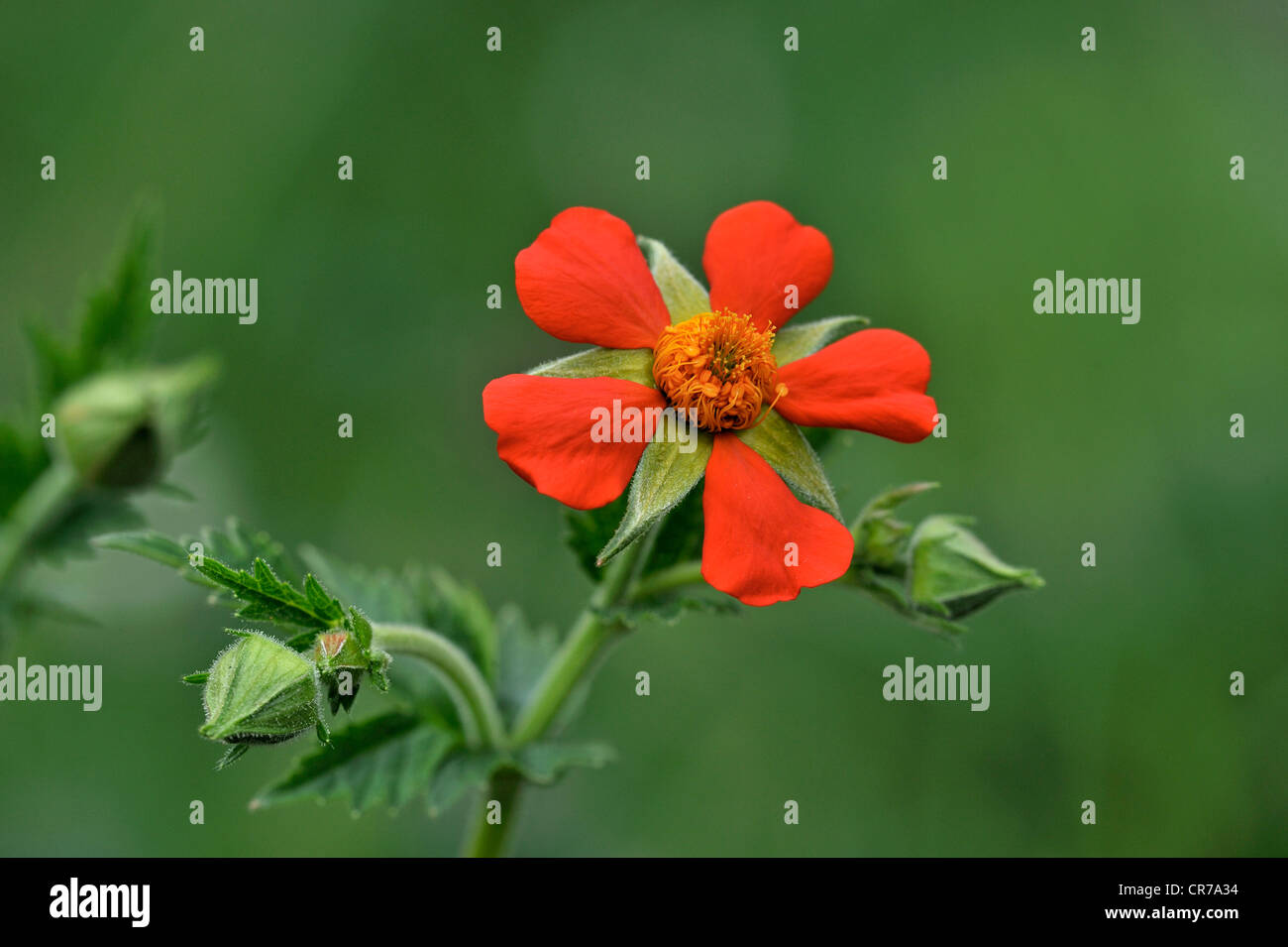 Scharlachrote Avens (Geum Coccineum), dem Balkan Stockfoto